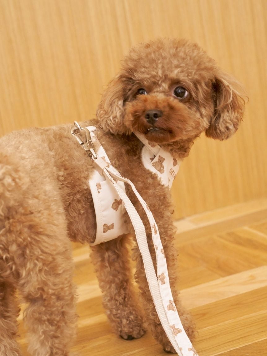 gelato pique（ジェラートピケ）【CAT&DOG】【販路限定商品】 モチーフ