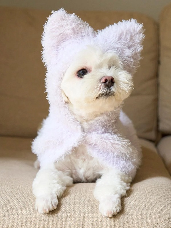 gelato pique（ジェラートピケ）【CAT&DOG】【販路限定商品】【PIQUE