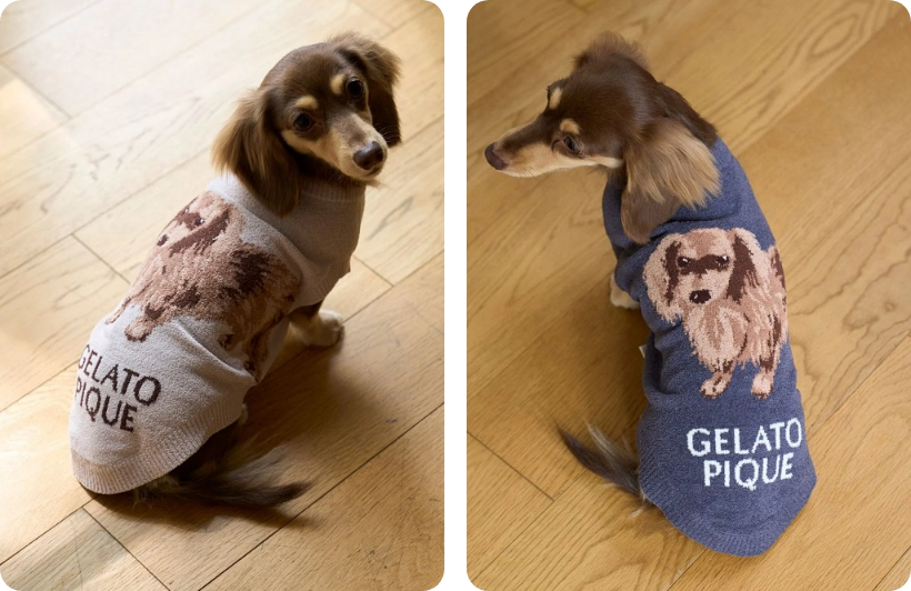 GELATO PIQUEダックスフンド