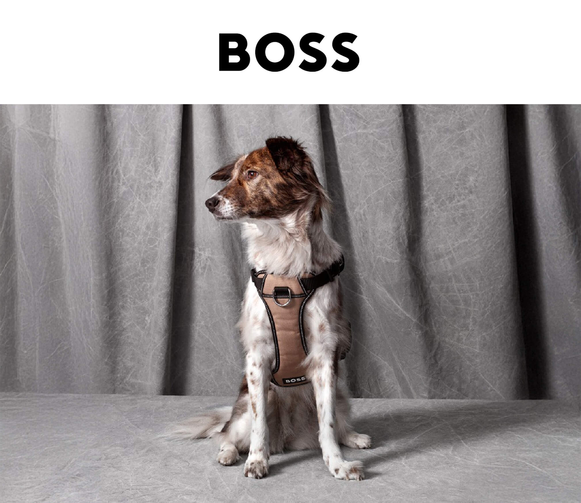 ヒューゴ・ボス（HUGO BOSS）より誕生したペットコレクションBOSS