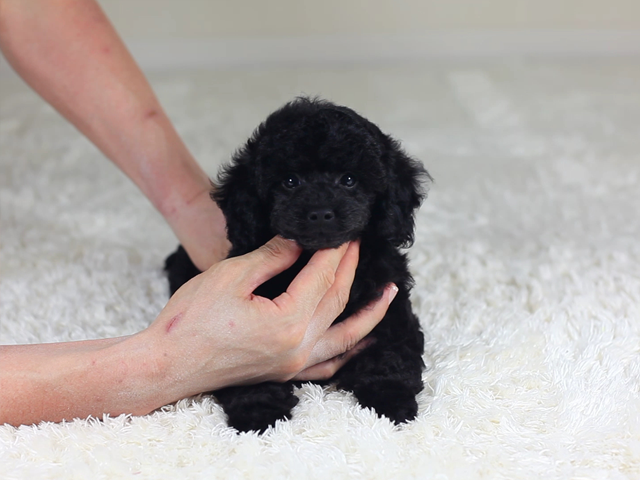 ジャパン プードル クラブ【トイプードルチャンピオン直子】JPC-CH-002