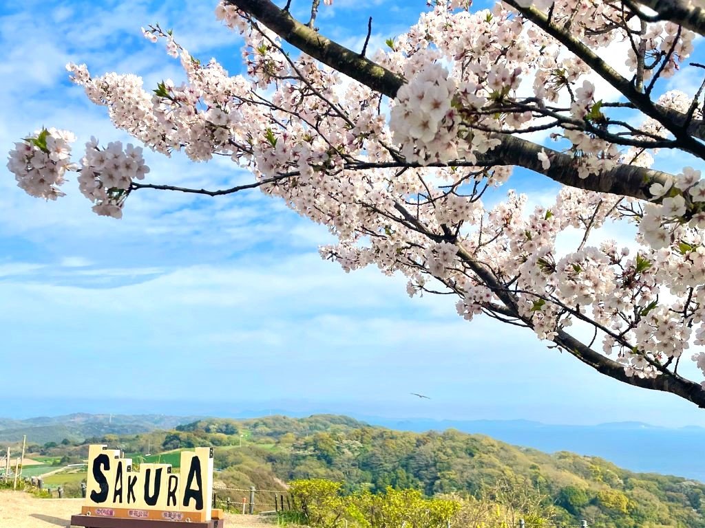 お花見スポットを各市町に聞いた！知多半島の桜マップ 15選【2025年度
