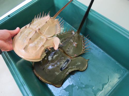 野生カブトガニ脱皮殻 約35センチ B級品 野生 カブトガニ脱皮殻 約38