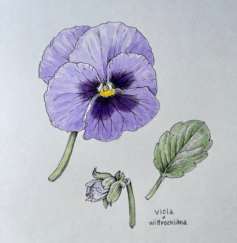 ボタニカルアートに挑戦】芝田美智子先生にパンジーの描き方を教わろう