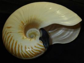 オウムガイ(Nautilus)コレクション【アンモライト研究所（2013年京都
