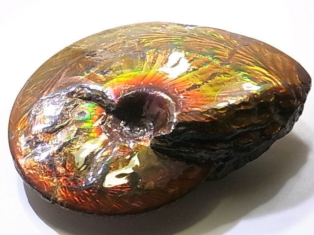 アンモライト原石 アンモライト研究所【化石ジュエリー宝石販売ルーム】