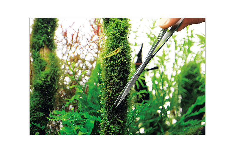 プロシザース | ADA - PRODUCT - レイアウト & メンテナンス用品