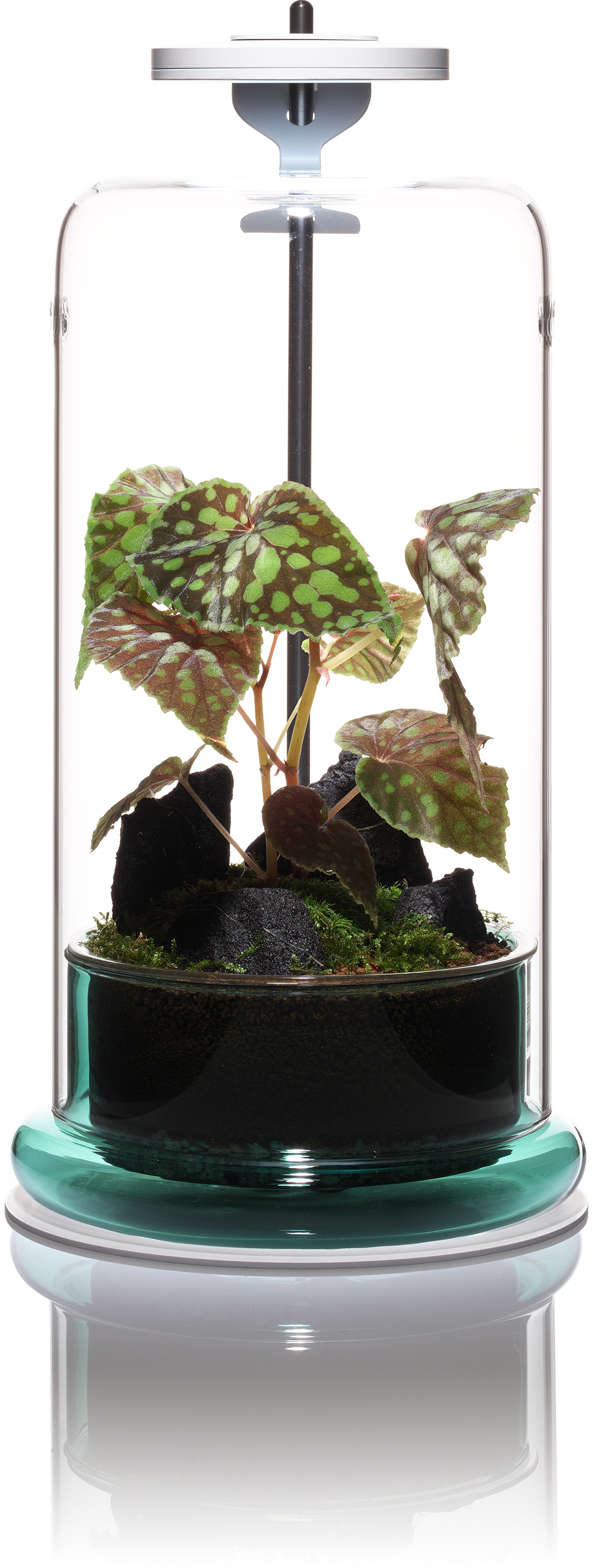 ADA CELL エメラルド 4個セット CELL | DOOA