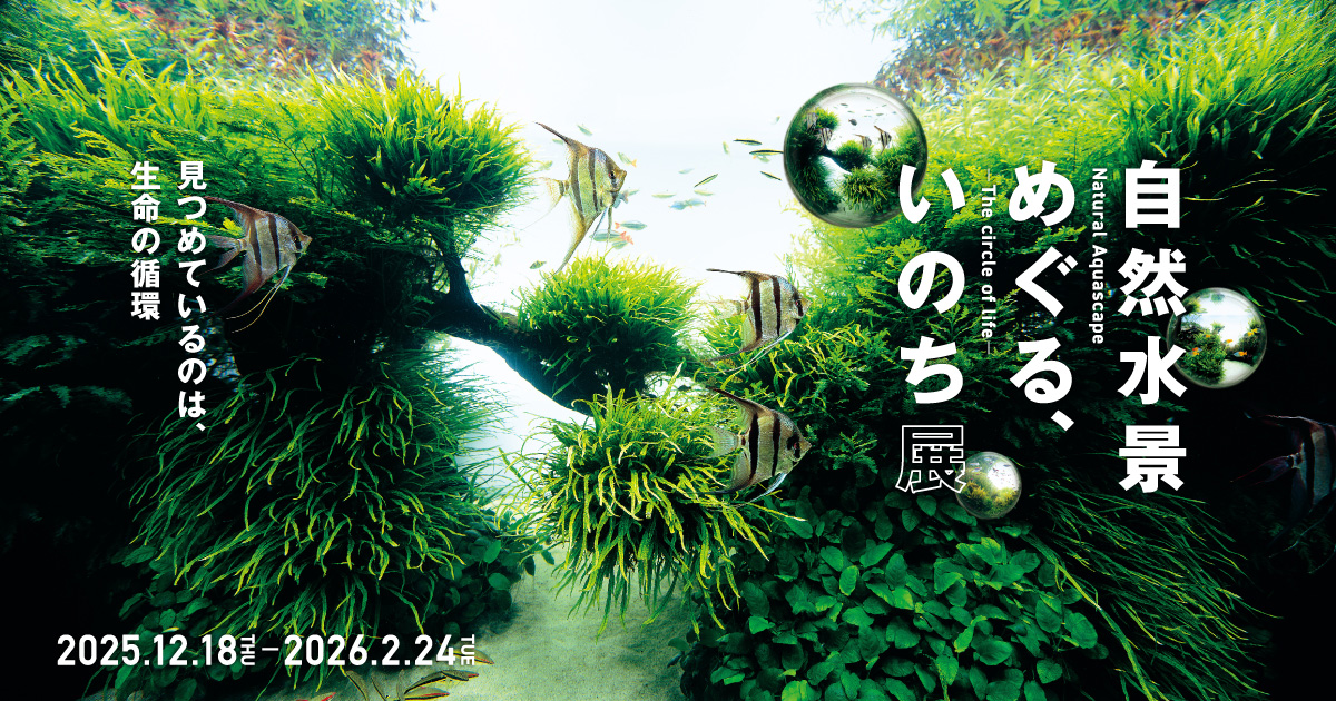 ADA アクリルフォト 水中の森 Forests Underwater 新品 ADA ACRYLIC