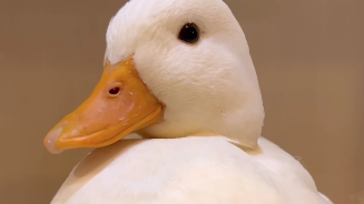 アヒル・コールダック用飼料・ペレット】 BC-6 13kg 【公式通販】