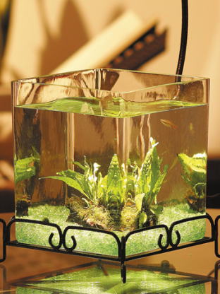 REGALOレガーロ（水草つき）送料無料