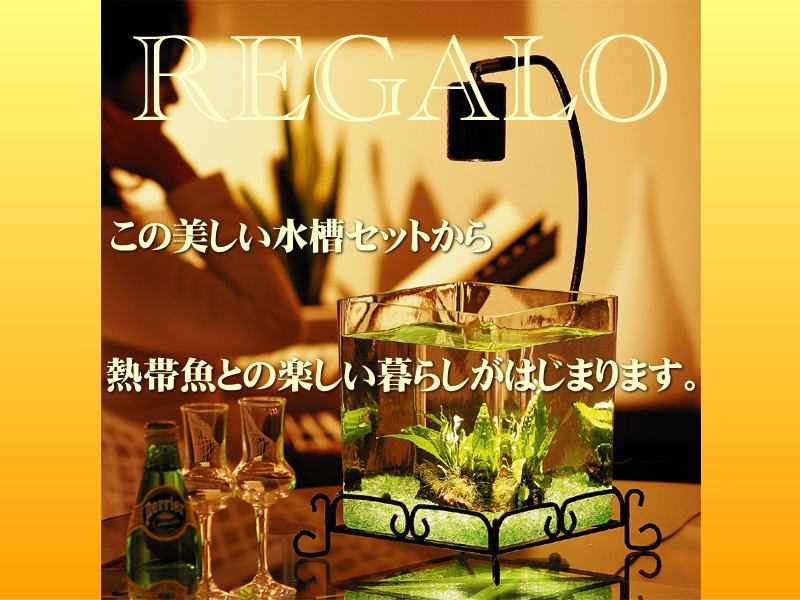 REGALOレガーロ（水草つき）送料無料