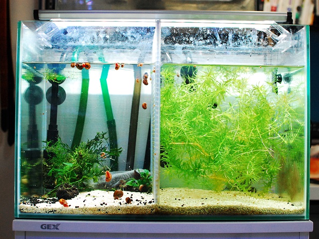 EHEIM エーハイム2213 GEX クリアLED POWERIII 600 クリア LED POWERⅢ