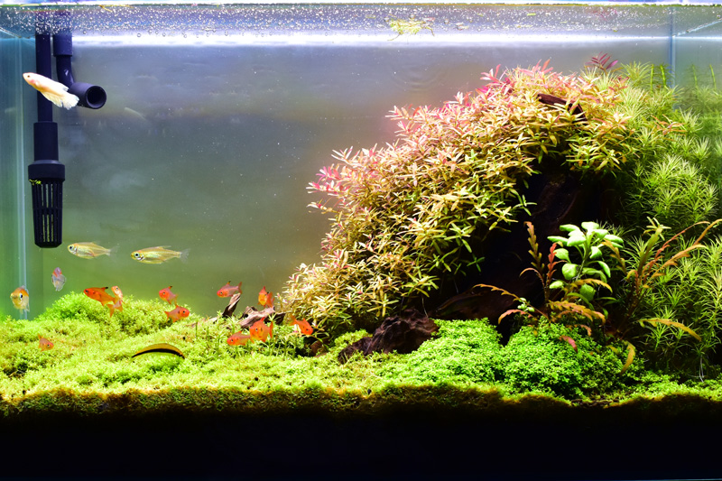 ADAライトスクリーン60 ADA ライトスクリーン60 ADA ライトスクリーン