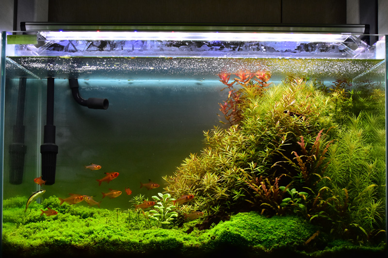 アクロトライアングルグロウセット アクロ トライアングルグロウ600 2