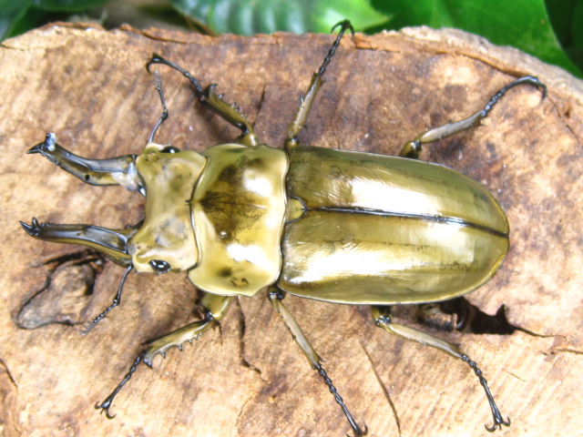 A.ローゼンベルク オオゴンオニクワガタ雄78㍉野外品 【公式通販】