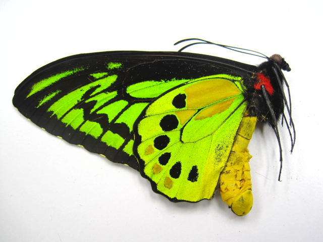 蝶標本 チトヌストリバネアゲハ トリバネアゲハ コレクション 世界三大