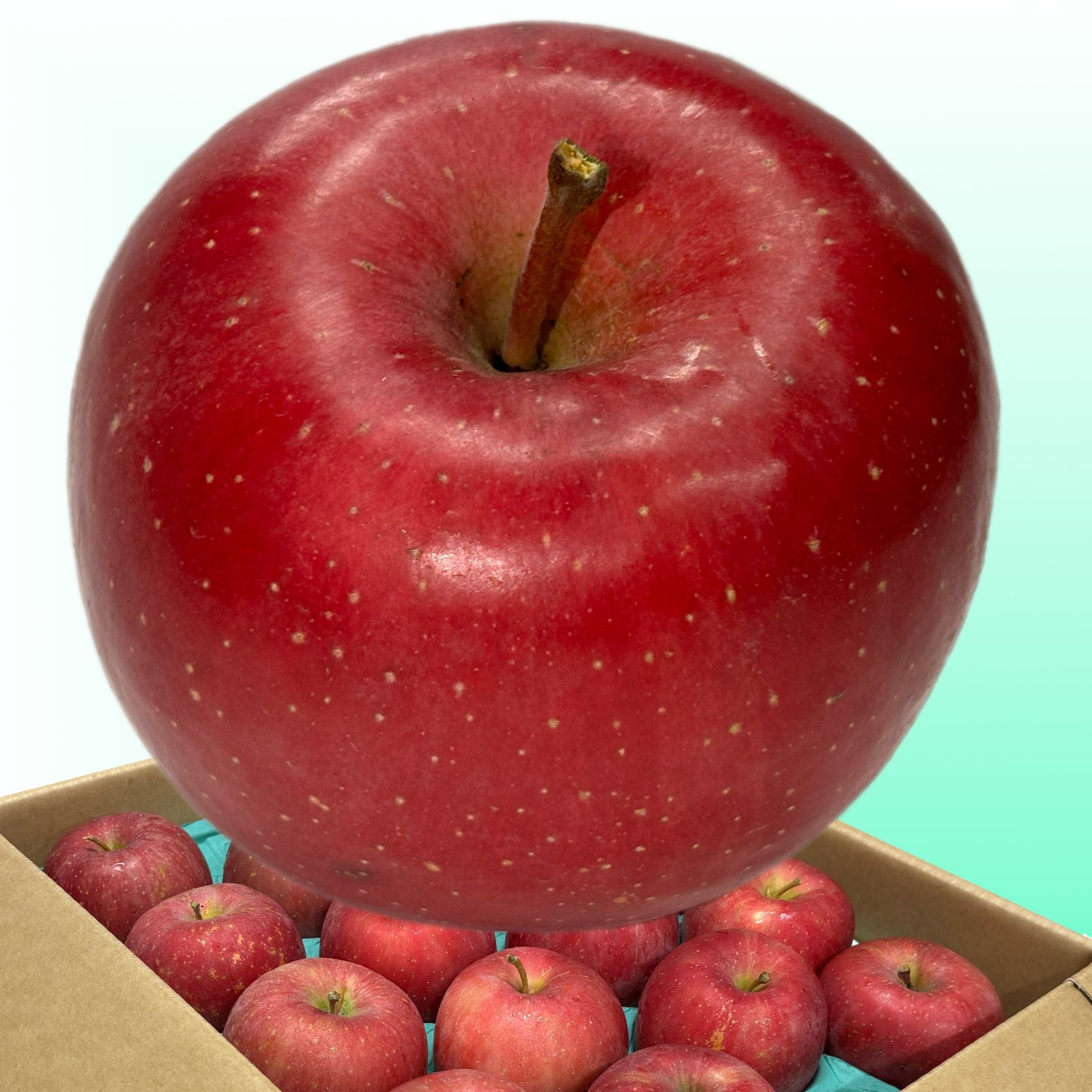 弘前ふじ 青森県産りんご 2026年10月発送開始