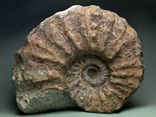 ブラック！アンモナイト ペルー産 白亜紀 リエリセラス腕足類