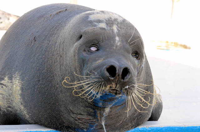 動物園シリーズ 確認用 アザラシ