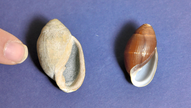 掘れば化石がザックザク また「新種」出た瑞浪層群とは [岐阜県]：朝日新聞