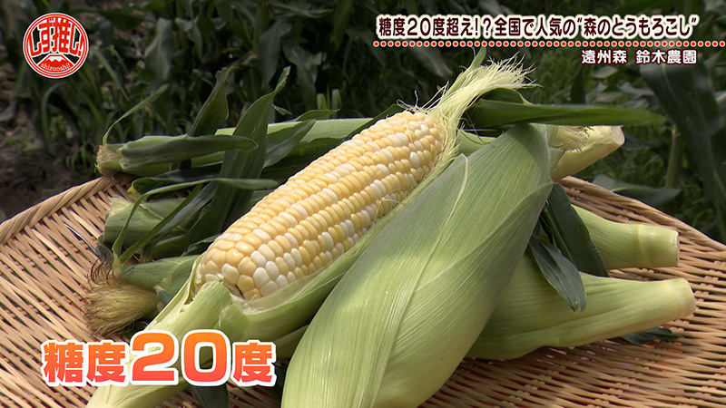 糖度はなんと20度超え!？マンゴーよりも甘い「森のとうもろこし」が