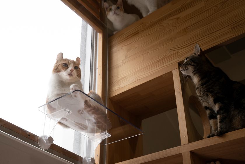 吸盤式で簡単取付け！窓用キャットステップが11月1日発売 窓辺の猫