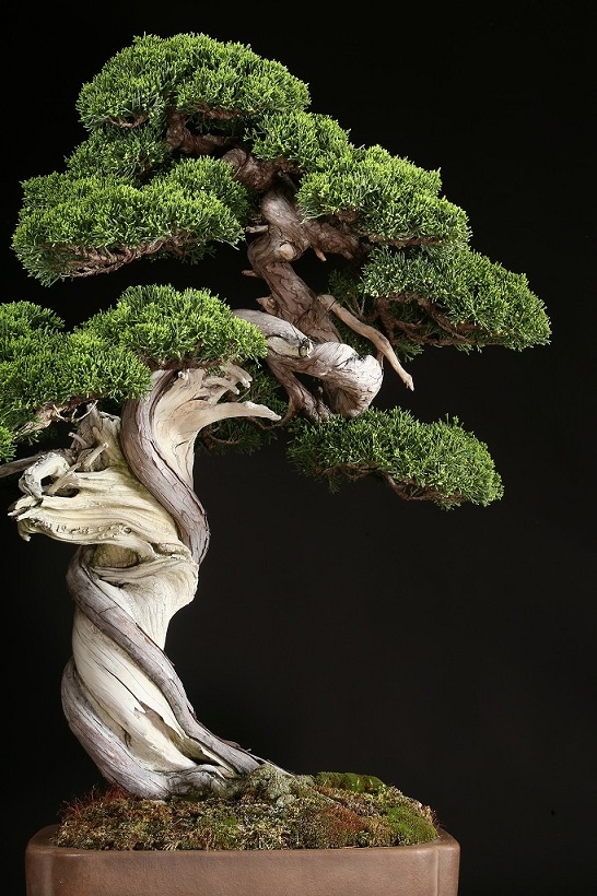 真柏 シンパク 盆栽