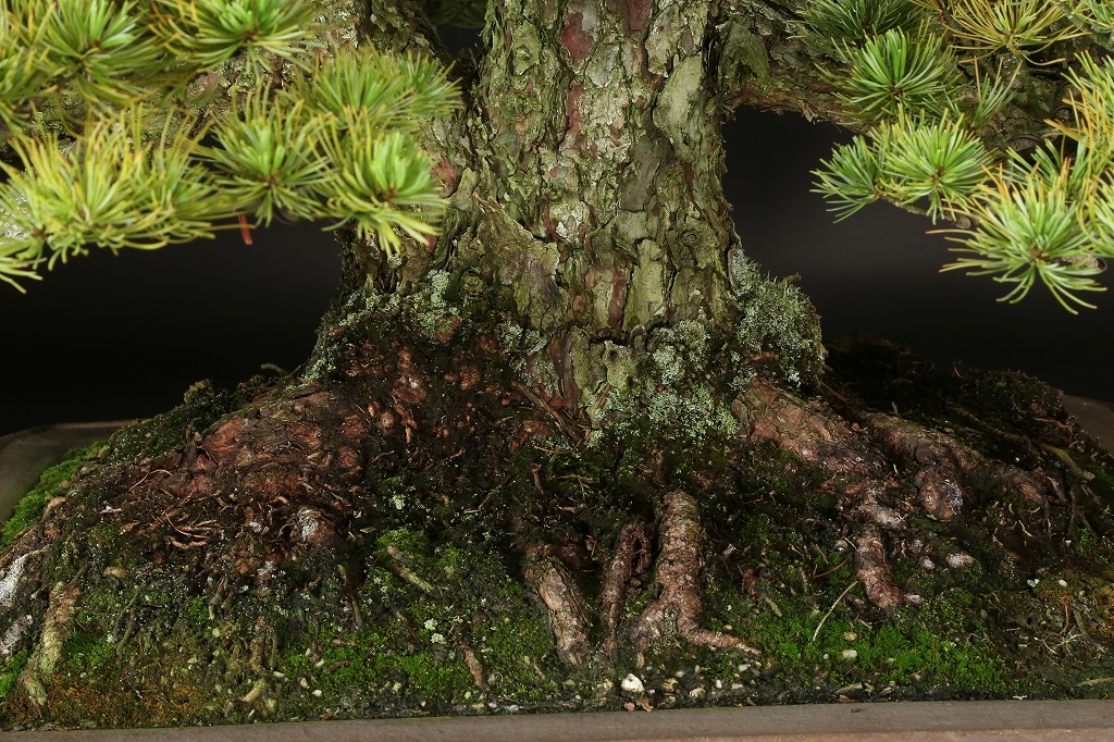 北海道十勝朝鮮五葉松殻付き松の実￼ 5キロ、その他 北海道十勝朝鮮