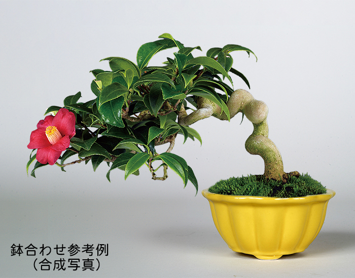 100 盆栽 盆栽鉢 植木鉢 中国鉢 中国 植木鉢」の人気商品一覧 | 安い