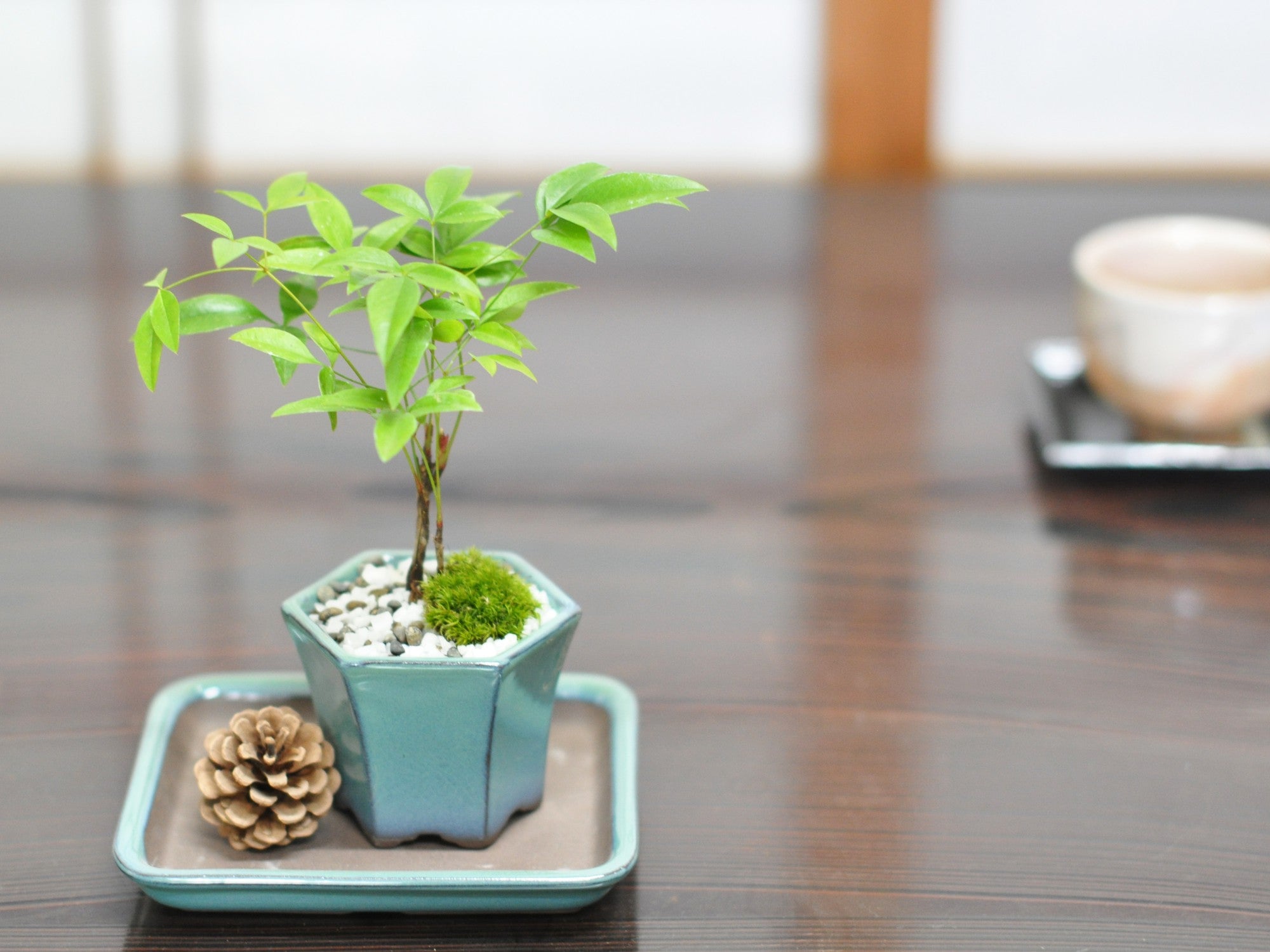 ミニ鉢、盆栽鉢、盆栽小鉢、鉢、植木鉢、山野草鉢、蘭鉢、盆栽 ミニ鉢、