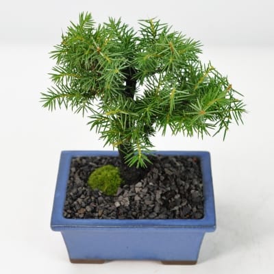 木・竹の敷物の販売｜盆栽妙 – 盆栽妙 本店