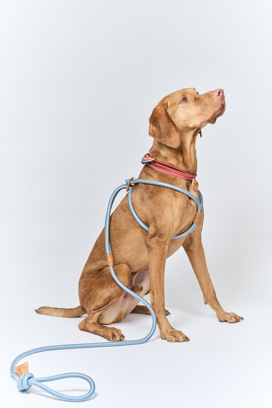 Ray Harness – Boo Oh