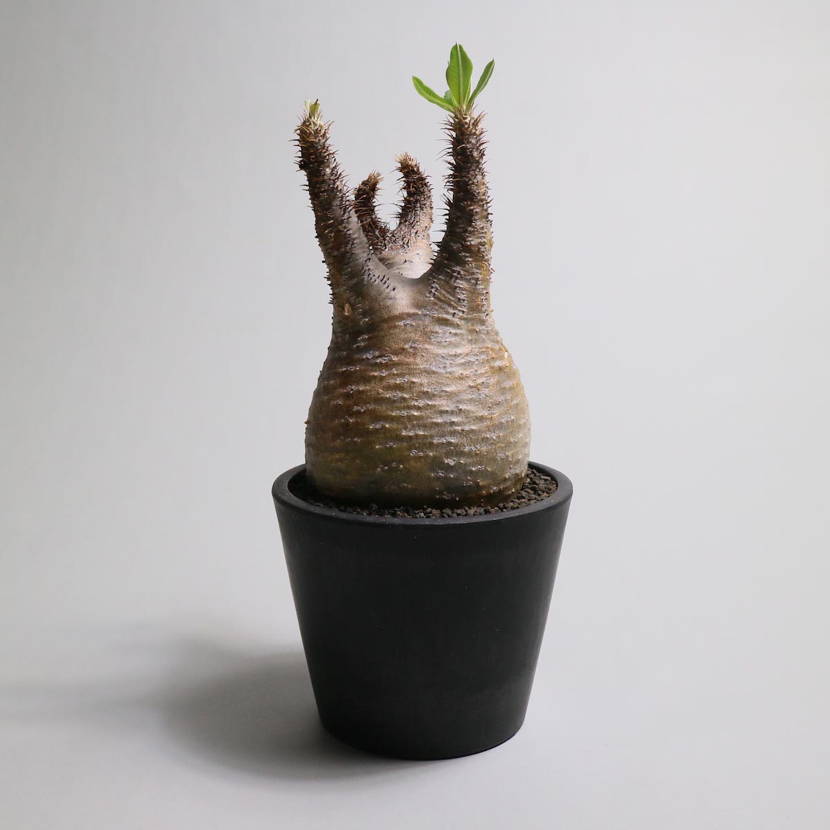 BOTANIZE / ボタナイズ の正規取扱店 1989 Online Store