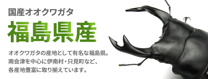 オオクワガタ福島県産の販売・通販│ビートルファーム