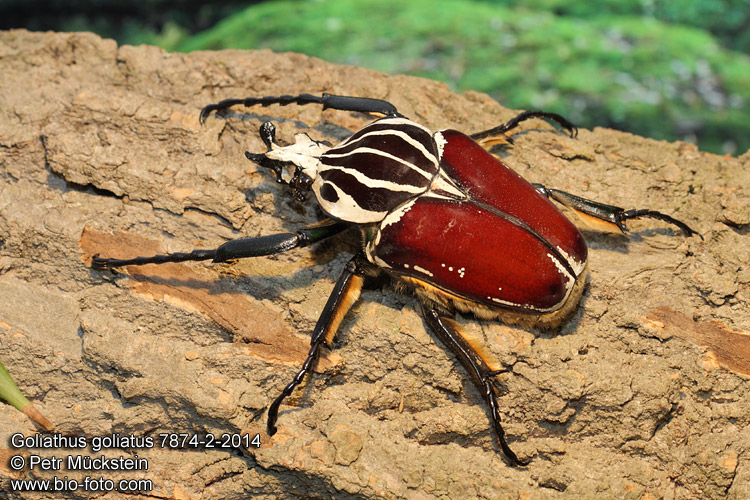 標本 Goliathus goliatus apicalis 85mm CONGO Goliathus goliatus