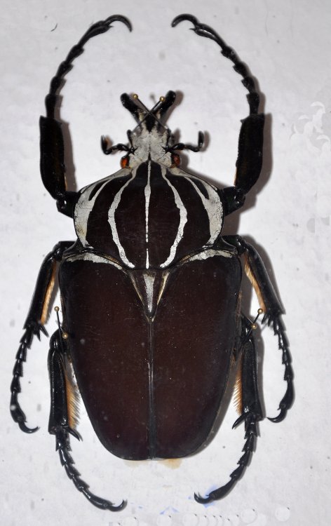 標本 Goliathus goliatus apicalis 100mm CONGO 標本 Goliathus