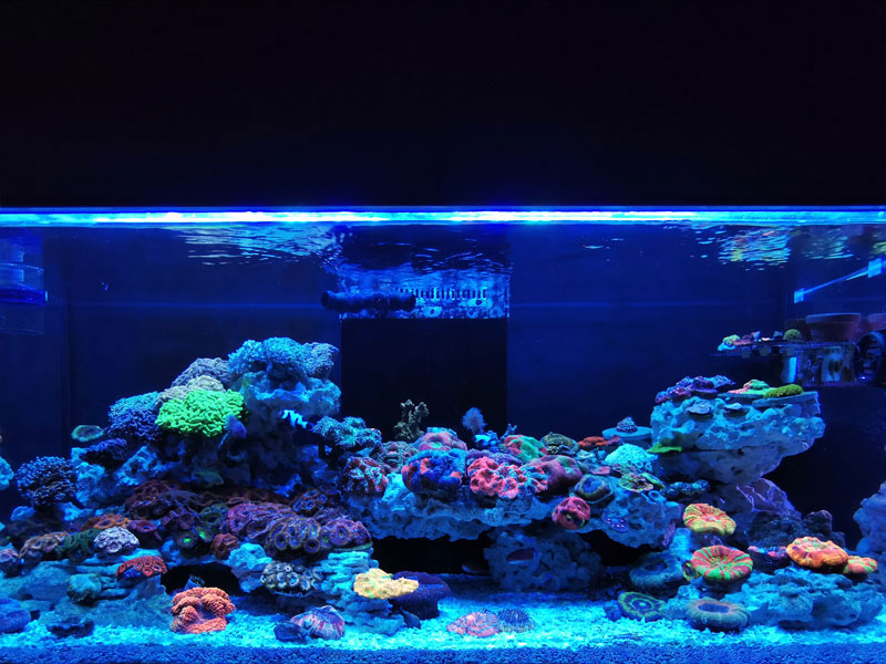 eco-lamps スペクトラ SP200 LEDライト 海水 器具 SPECTRA SP200