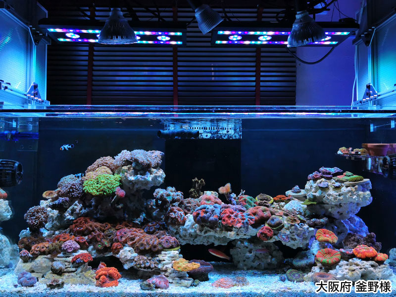 スペクトラ/SPECTRA SP200｜ブルーハーバー