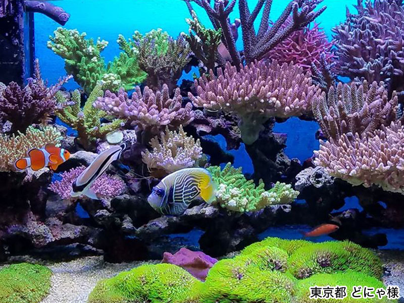 スペクトラ/SPECTRA SP200｜ブルーハーバー