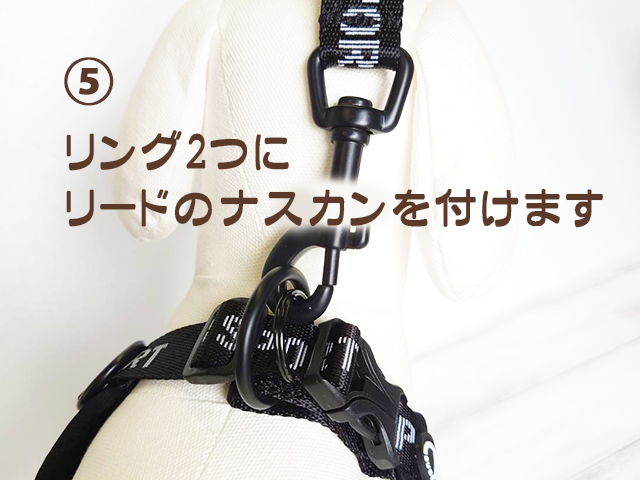 BB SPORT (BBスポーツ) 5号サイズ BUDDY BELTS バディーベルト バディ