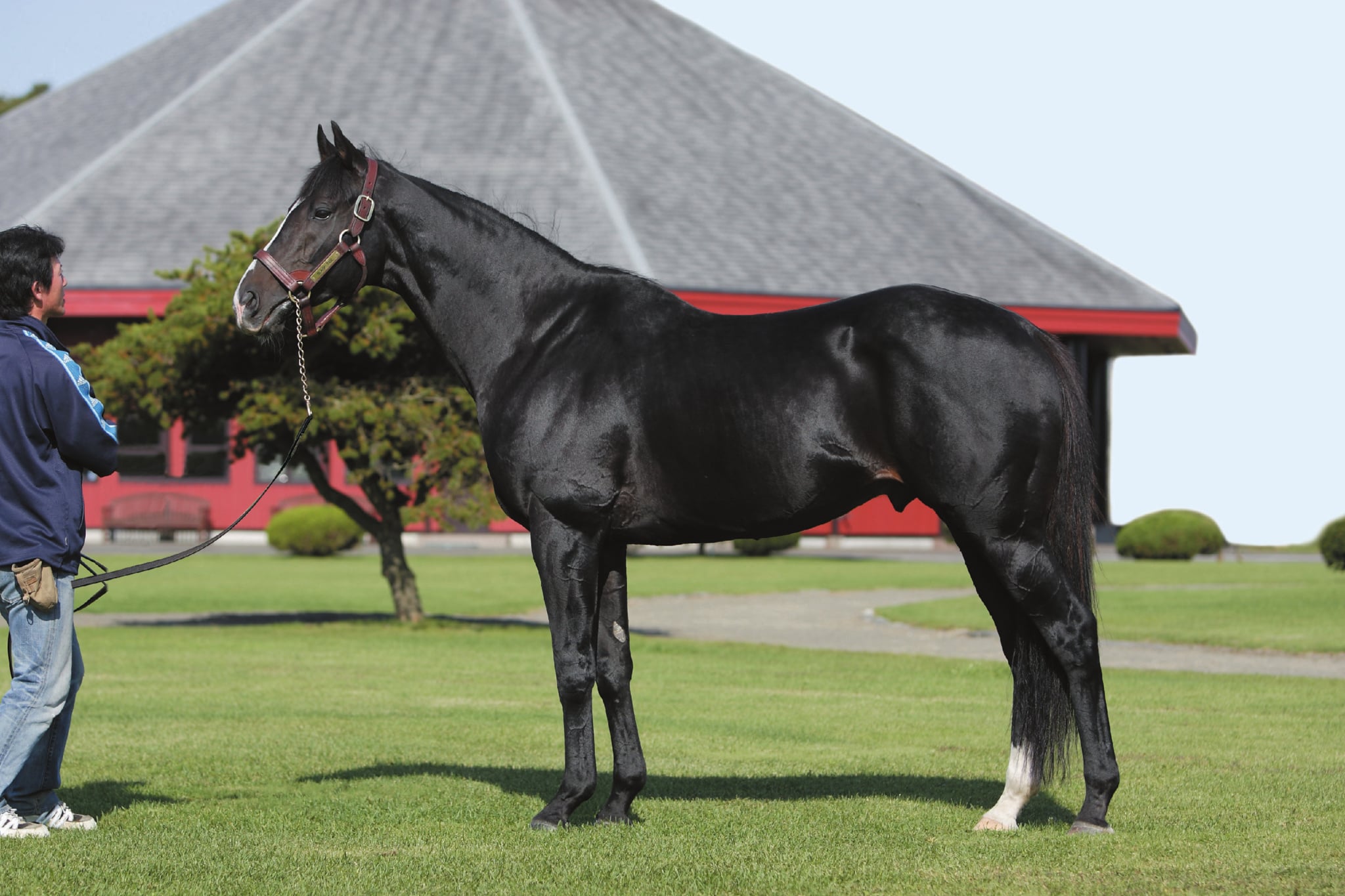 ブラックタイド Black Tide｜サラブレッドブリーダーズクラブ（公式