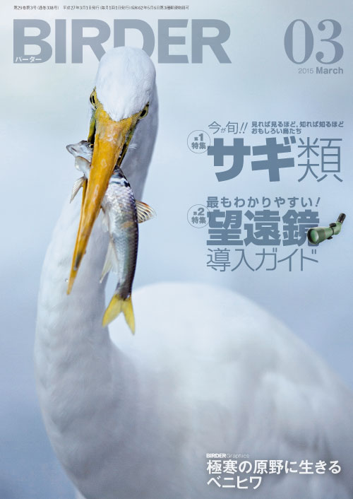 ダイサギの翼標本と尾標本 【公式通販】