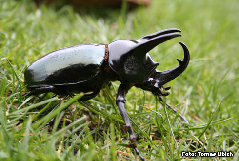 Chalcosoma caucasus - コーカサスオオカブト