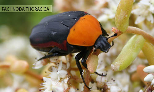 タンザニア産 プレウスオオツノハナムグリ 88mm タンザニア産 プレウス