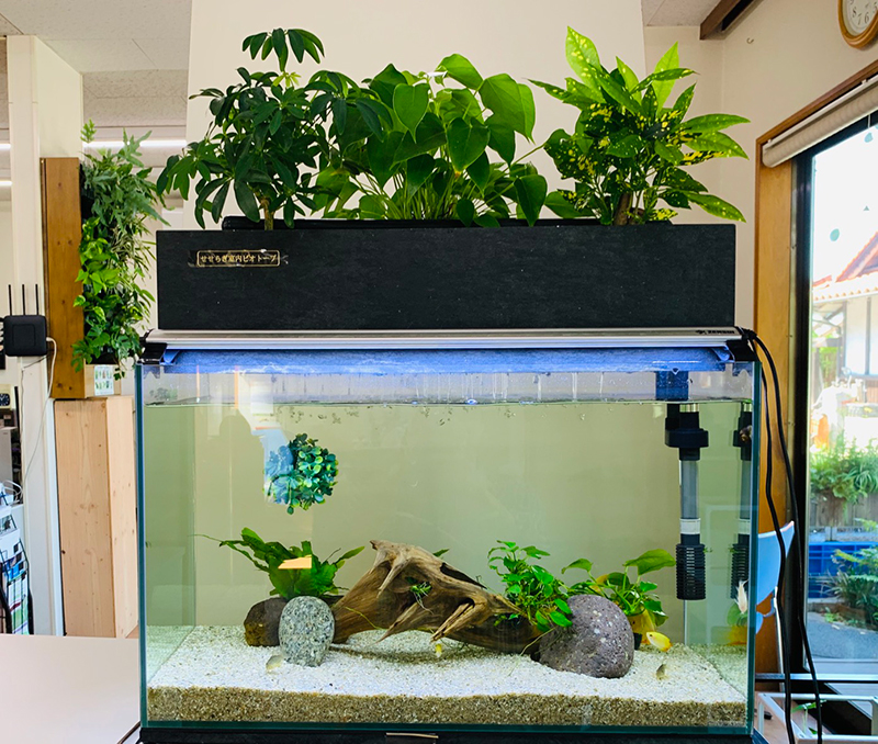 せせらぎ室内ビオトープ / 株式会社西条庭園 | GOOD AQUARIUM Design Award