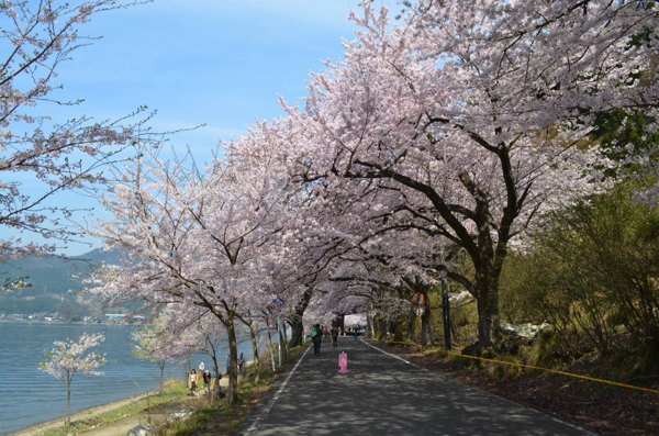 琵琶湖のお花見は海津大崎。全長4kmにわたる600本の桜並木が美しい