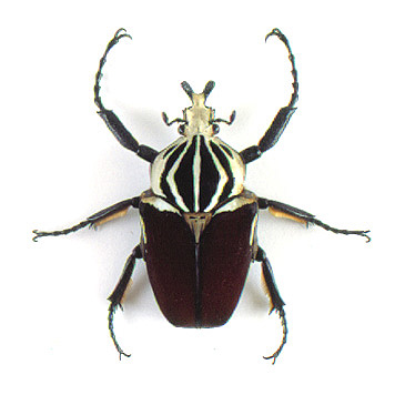 標本 Goliathus goliatus apicalis 65mm CONGO 標本 Goliathus