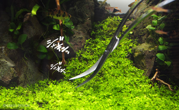 Y アクアリウム好きな方がお勧め‼ アクア デザイン アマノ トリミング