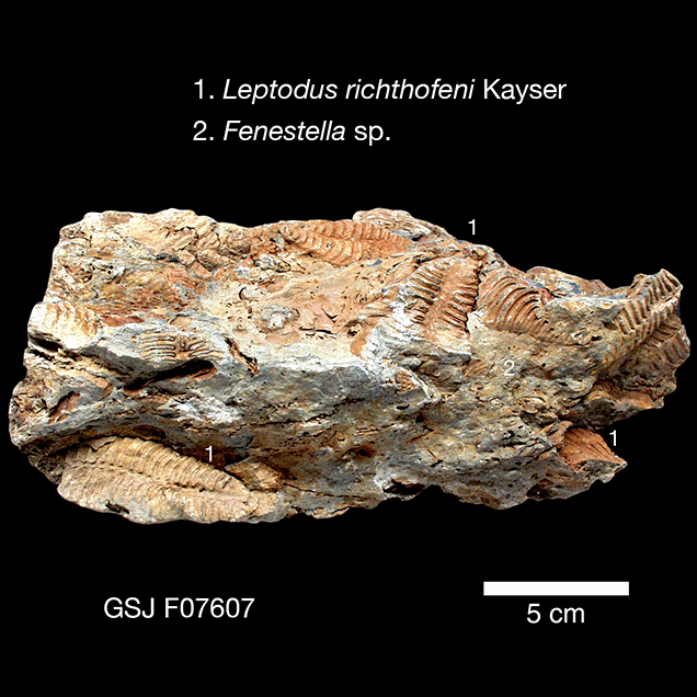 北海道初山別村産 クモヒトデ化石 密集標本 貴重標本 化石 【公式通販】